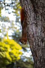 squirrel on tree