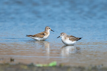Küçük kumkuşu » Little Stint » Calidris minuta