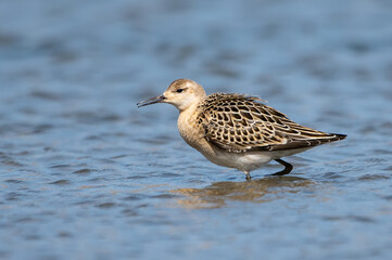Dövüşkenkuş » Calidris pugnax » Ruff