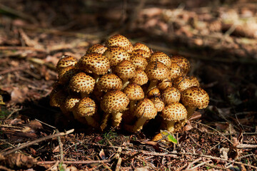 Group of shaggy Pholiota mushrooms (Pholiota squarrosa) or Shaggy Scaly-cap mushrooms.
