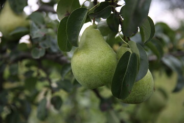 pear on a branch