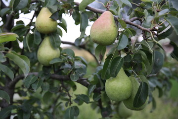 pear on tree