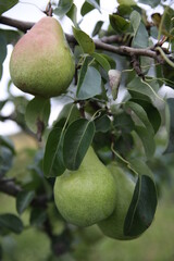 pear on tree