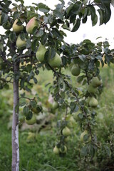 green apples on tree