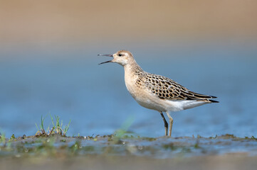 Dövüşkenkuş » Calidris pugnax » Ruff