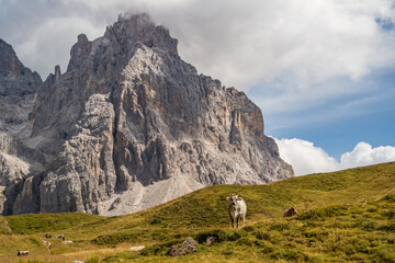 Mountain panorama in San Martino di Castrozza with grazing cow, Trentino Alto Adige, Italy