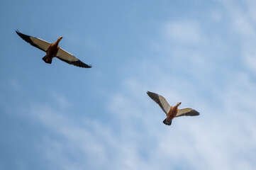 Angıt » Ruddy Shelduck » Tadorna ferruginea