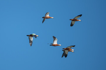 Angıt » Ruddy Shelduck » Tadorna ferruginea