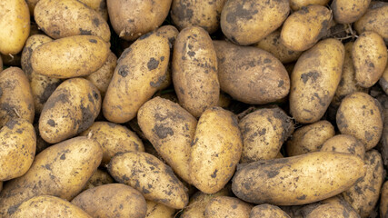 Fresh young potato. Heap of ripe potatoes on the ground in a field. Fresh white young organic potatoes, harvesting. Organic vegetables background. Harvest close-up. Pile of potatoes lying on soil