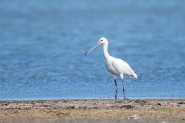  Kaşıkçı » Platalea leucorodia » Eurasian Spoonbill