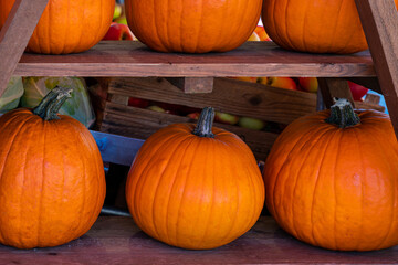Orange pumpkins lie on wooden shelves in a row.