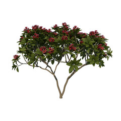 Front view tree ( Young Franchipan Plumeria Rubra tree 1 ) png 