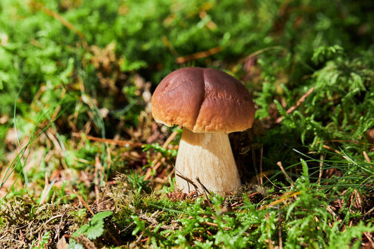 Boletus mushroom in the wild close-up. White fungus growing in the wild. Boletus edulis. Mushrooms in autumn forest