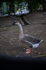 close up of a duck