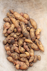 Potatoes, variety Bamberger Hörnchen from organic cultivation, presented earthy
