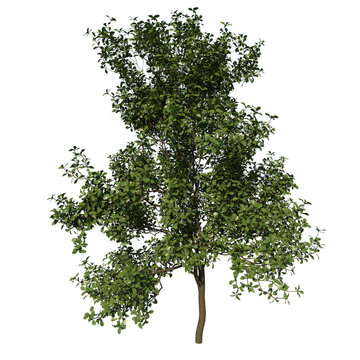 Front view tree plant ( Young Common Oak tree 3 ) png