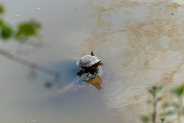 A Painted Turtle Rests On A Tire In The Pond