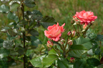 A bush of blooming bright pink roses