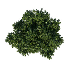 Naklejka premium Top view tree ( Adolescent Common Oak tree 2 ) white background alpha png