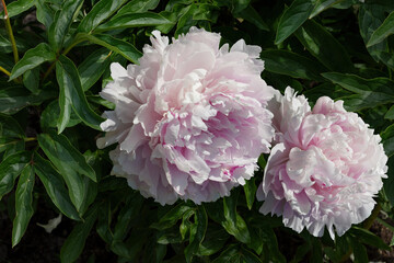 Two large pink peonies on a green leaves in the garden.