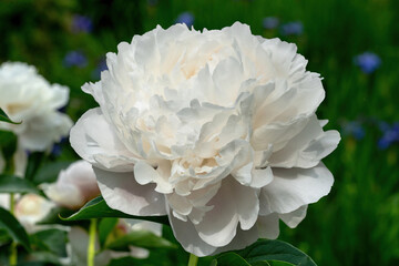 Large white peony on a blurred garden background.