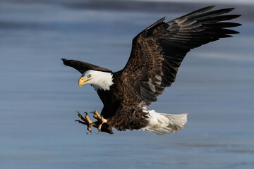 American Bald Eagle