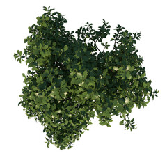 Obraz premium Top view tree plant ( Young Common Oak tree 2 ) png