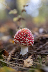 Poisonous red fly agaric mushroom