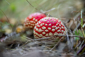 Poisonous red fly agaric mushroom
