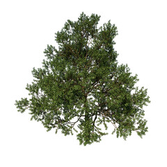 Obraz premium Front view tree plant ( Common Oak tree 1 ) png