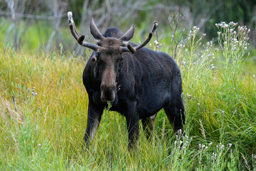 Bull Moose - Colorado