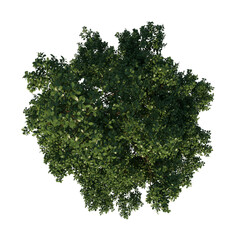Top view tree plant ( Adolescent Common Oak tree 1 ) png