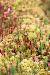 Autumn moss in the forest