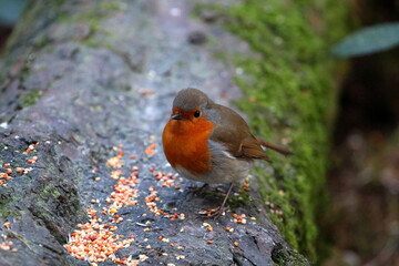 Robin on a tree trunk