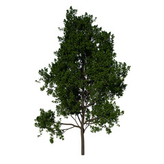 Front view tree plant ( Adolescent Red Oak tree 3 ) png 