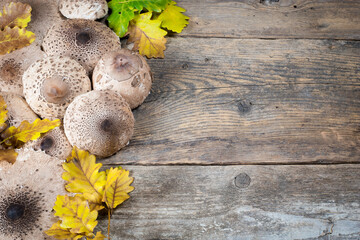 Parasol mushroom scientific Macrolepiota procera background. Mushrooms on the old wooden table....