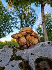 walnuts in the forest