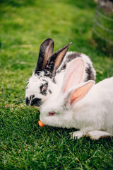 Two cute little rabbits sitting on green grass and eating a piece of carrot together.