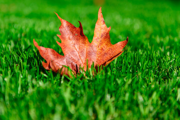 autumn maple leaf on a green lawn, bright sunny day in city park, fall season