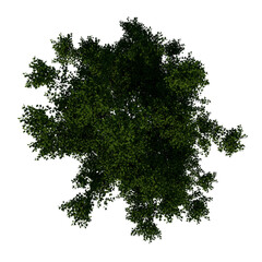Top view tree plant ( Adolescent Red Oak tree 1 ) png