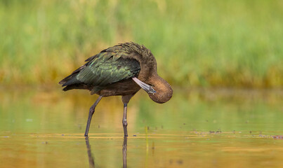 Glossy Ibis ( Plegadis falcinellus) is a large bird species living in wetlands. It is also frequently seen on the shores of large and small lakes on the banks of the Tigris River in Diyarbakır.
