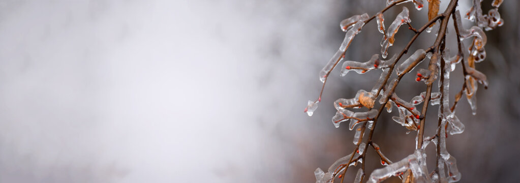 Frosted branches, covered by ice. Winter seasonal banner. Selective focus image of beautiful nature.