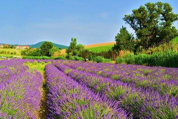 Fototapeta na wymiar Tuscan landscape of the Pisan hills in Italy with lavender fields