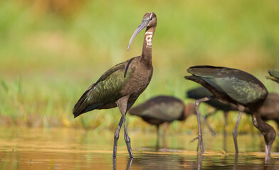 Glossy Ibis ( Plegadis falcinellus) is a large bird species living in wetlands. It is also frequently seen on the shores of large and small lakes on the banks of the Tigris River in Diyarbakır.