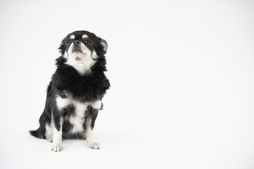 Portrait vom schwarz/weißen Chihuahua Hund im Studio auf weißen Hintergrund mit Platz für Text