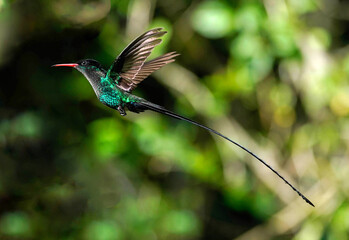 Red-billed Streamertail Hummingbird Flight - Jamaica