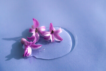 Transparent facial serum on blue background with violet flowers. Selective focus. Cosmetic Beauty product closeup.