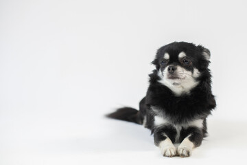 Portrait vom schwarz/weißen Chihuahua Hund im Studio auf weißen Hintergrund mit Platz für Text