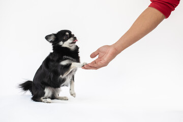 Portrait vom schwarz/weißen Chihuahua Hund, der seinen Herrchen Pfötchen gibt im Studio auf weißen Hintergrund 