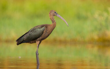 Glossy Ibis ( Plegadis falcinellus) is a large bird species living in wetlands. It is also frequently seen on the shores of large and small lakes on the banks of the Tigris River in Diyarbakır.